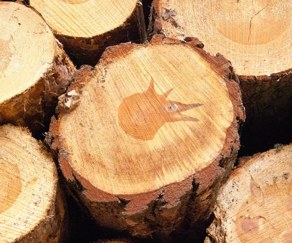 Fiber özellikleri ve kağıt performansı